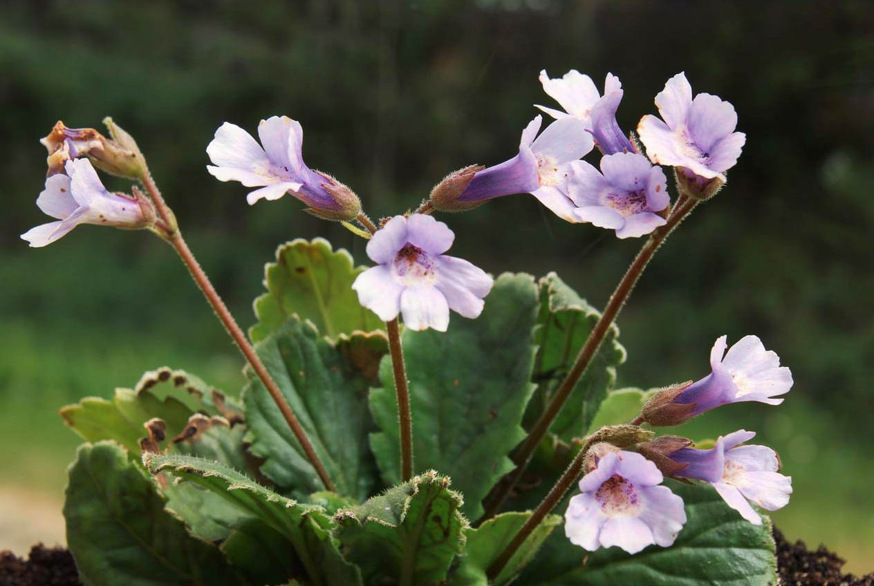 Haberlea rhodopensis en fleurs sur des parois rocheuses ombragées des monts Rhodopes